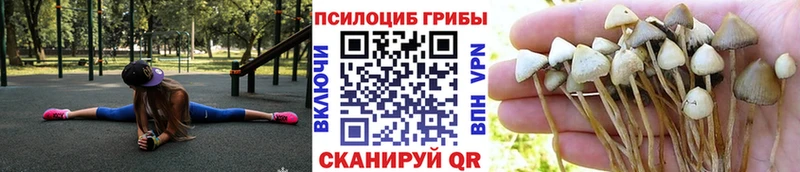 купить наркотики сайты  Буй  Псилоцибиновые грибы Cubensis 
